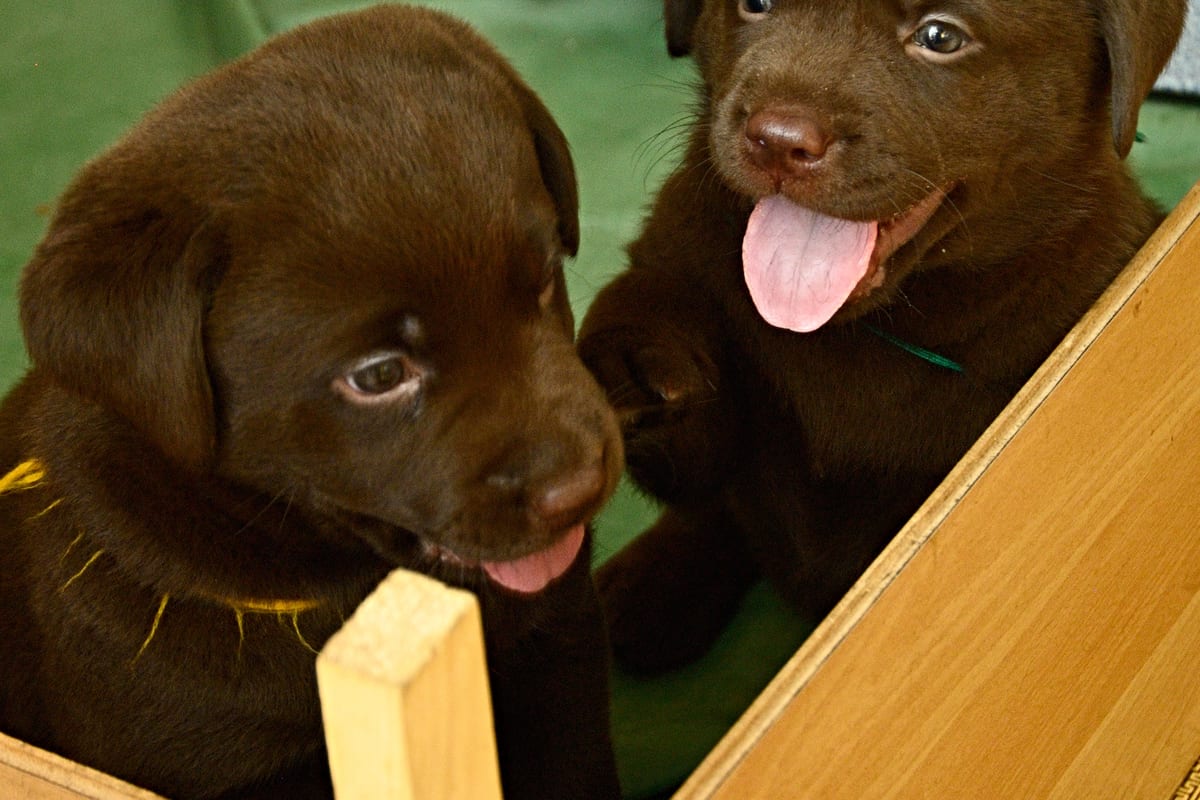 Deux chiots labrador chocolat curieux, langue sortie
