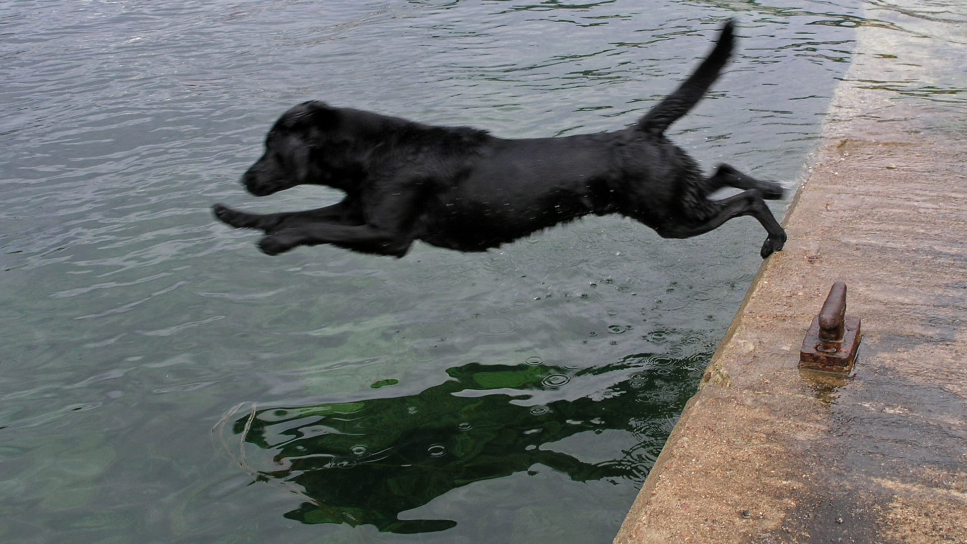 Labrador noir plongeant d'un quai dans l'eau du fleuve