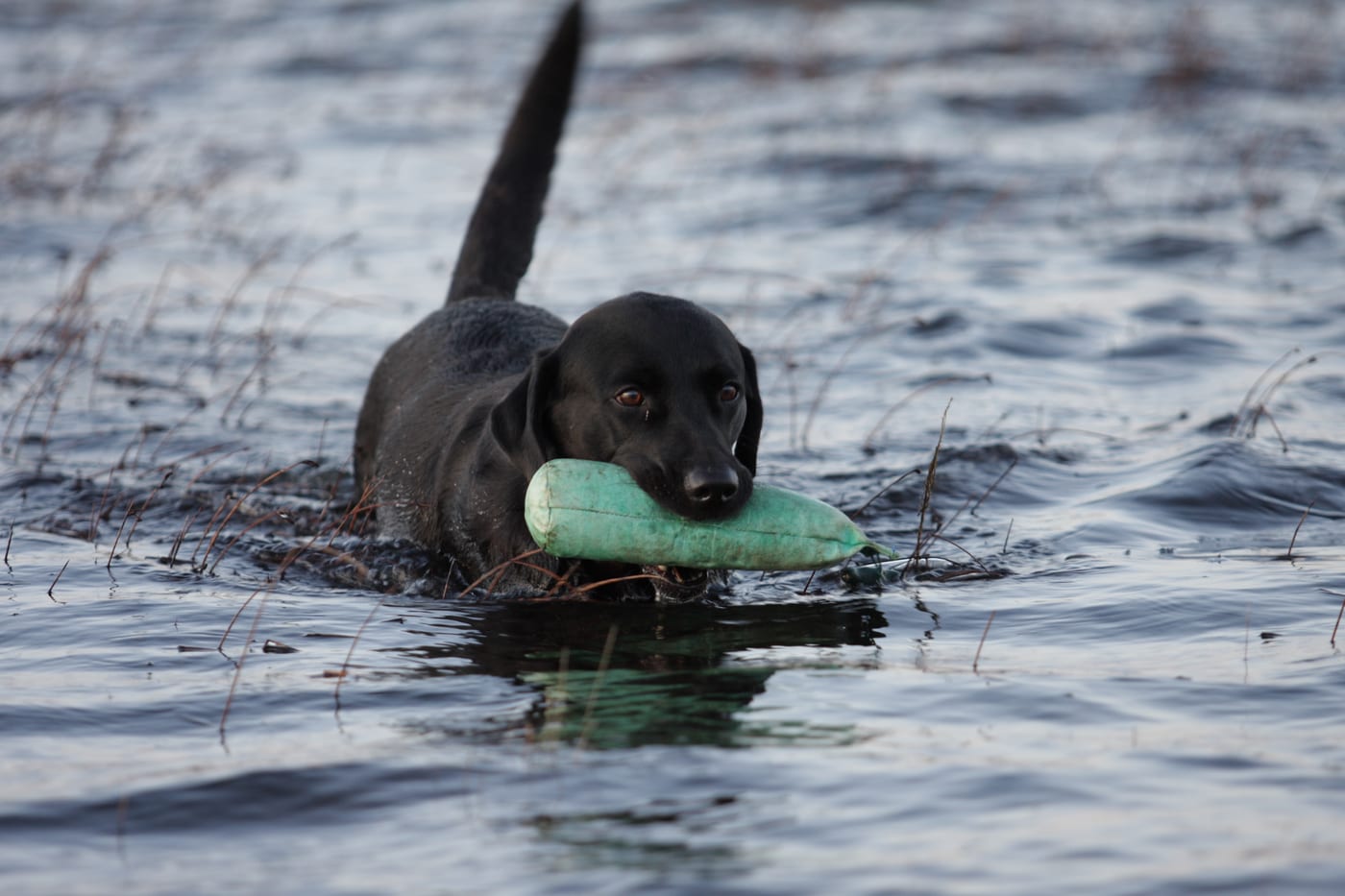 Labrador noir nageant avec un objet de rapport dans la gueule